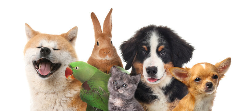 Guides For Animals